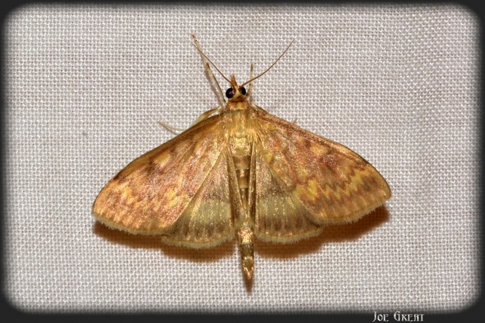 Ostrinia nubilalis - kukoricamoly
