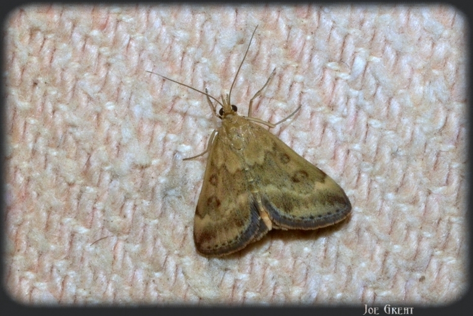 Pyrausta despicata - réti bíbormoly