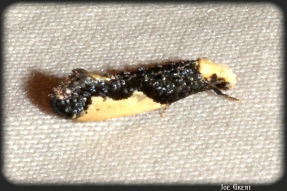 Monopis monachella - apácamoly