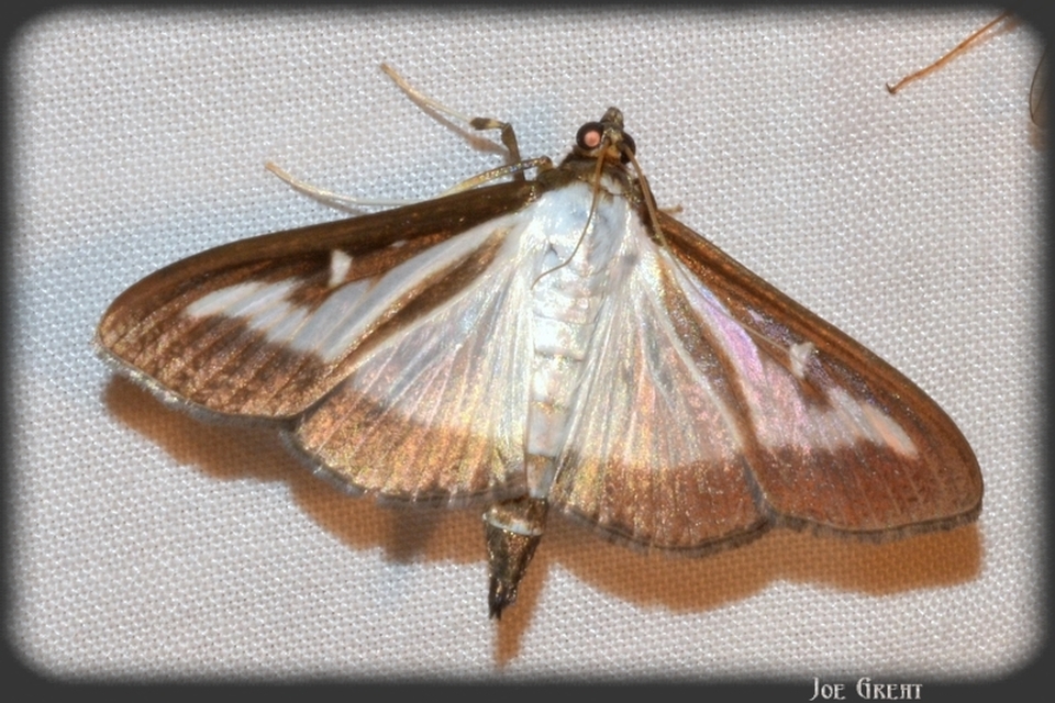 Cydalima perspectalis - puszpáng-tűzmoly