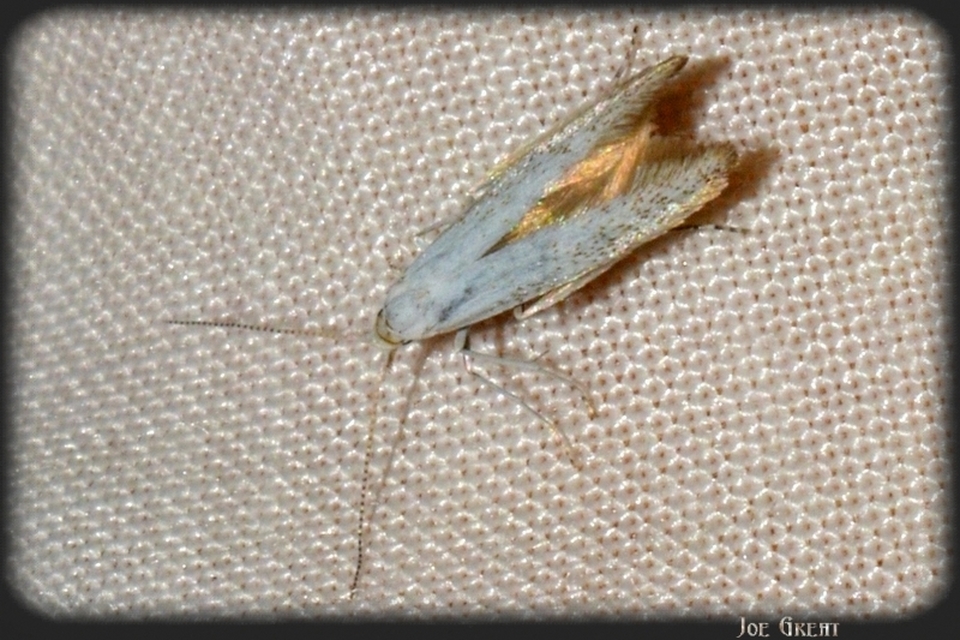 Coleophora