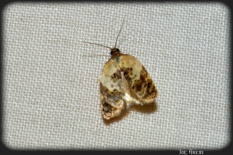 Acleris variegana - tarka levélmoly