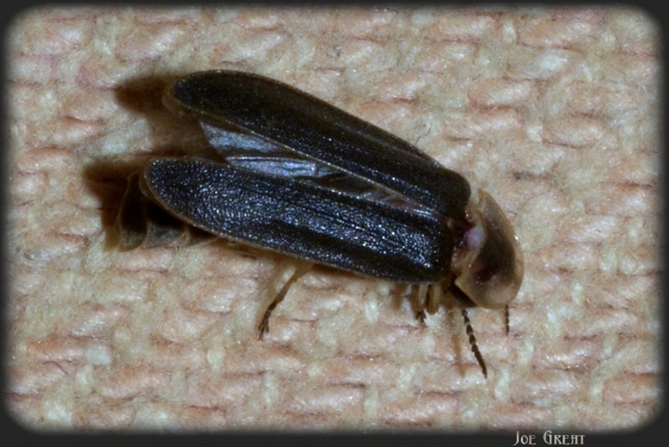 Lampyris noctiluca - nagy szentjánosbogár