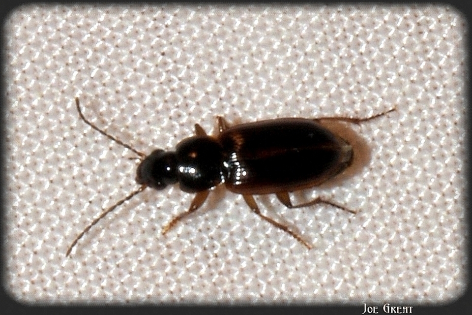 Carabidae - futóbogárfélék