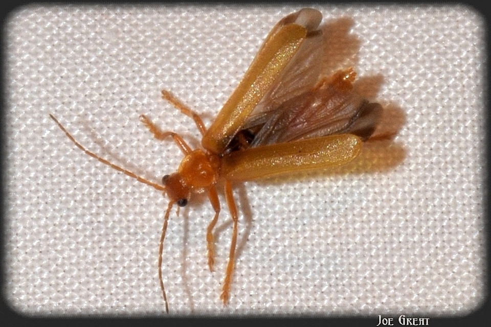 Cantharidae - lágybogárfélék