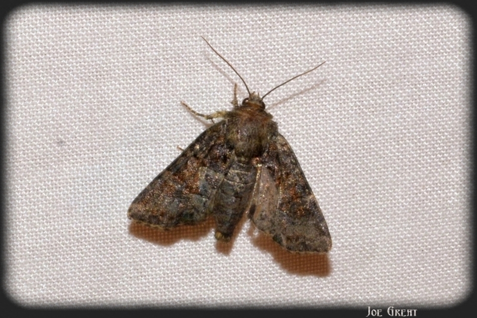 Oligia strigilis/latruncula/versicolor