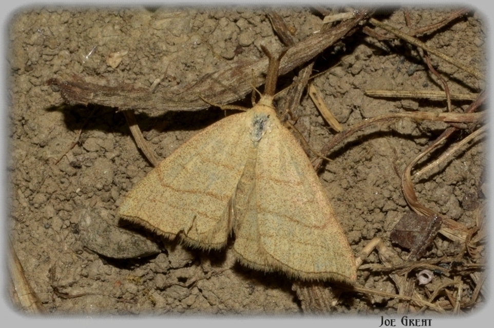 Polypogon tentacularia - sötétaljú karcsúbagoly