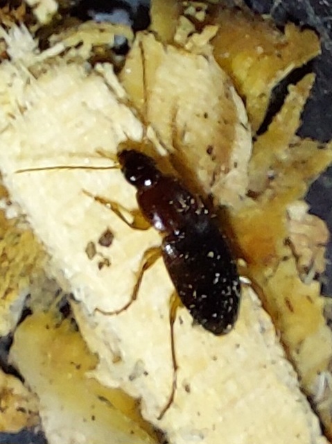 Calathus cinctus - parlagi tarfutó