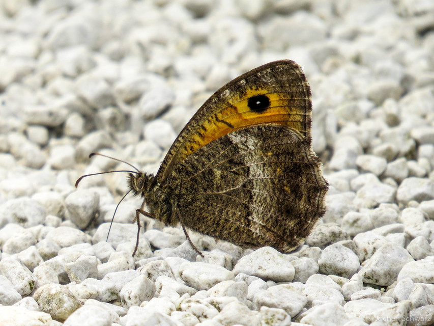 Arethusana arethusa - közönséges szemeslepke