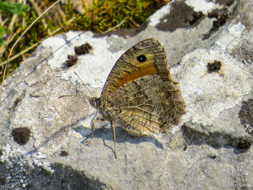 Arethusana arethusa - közönséges szemeslepke