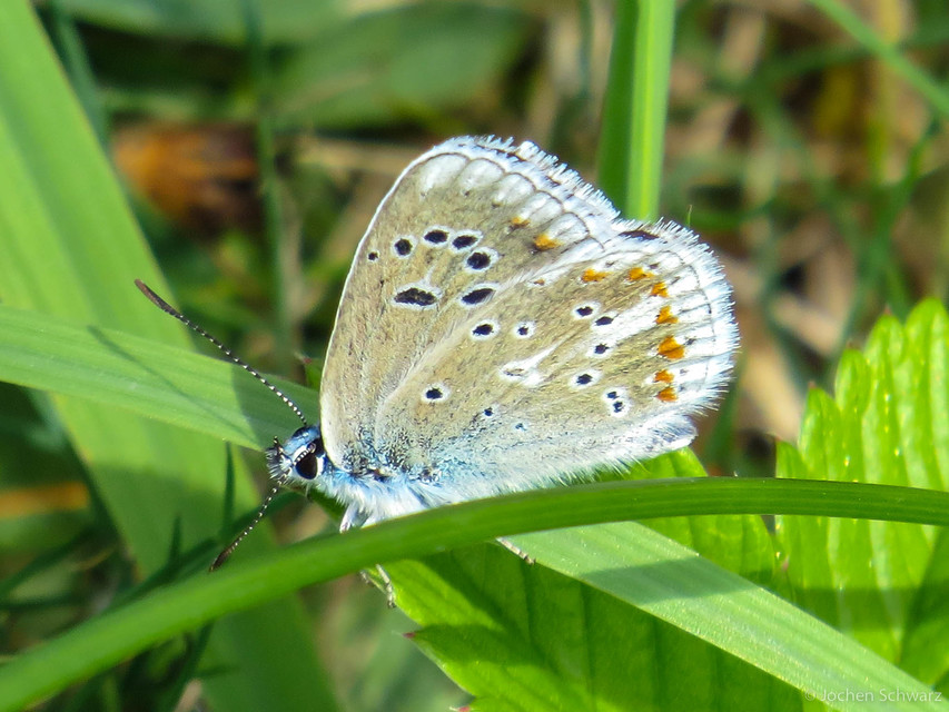 Polyommatus dorylas - fénylő boglárka