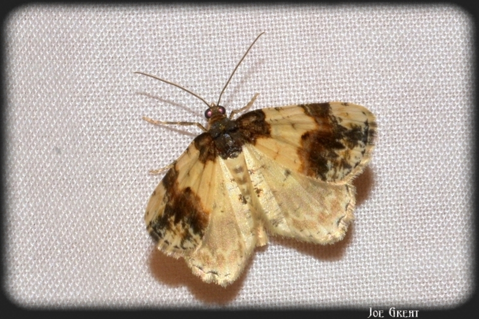 Ligdia adustata - barna levélaraszoló