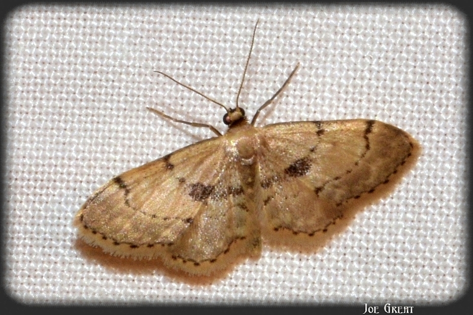 Idaea laevigata - sötétfoltos apróaraszoló