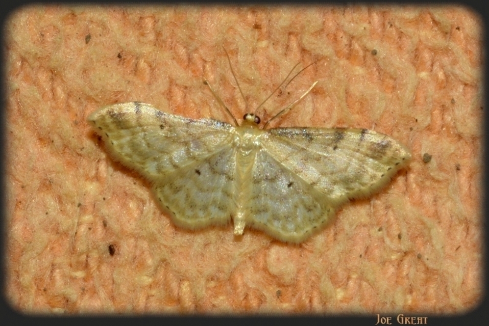 Idaea fuscovenosa - szürkeszélű apróaraszoló