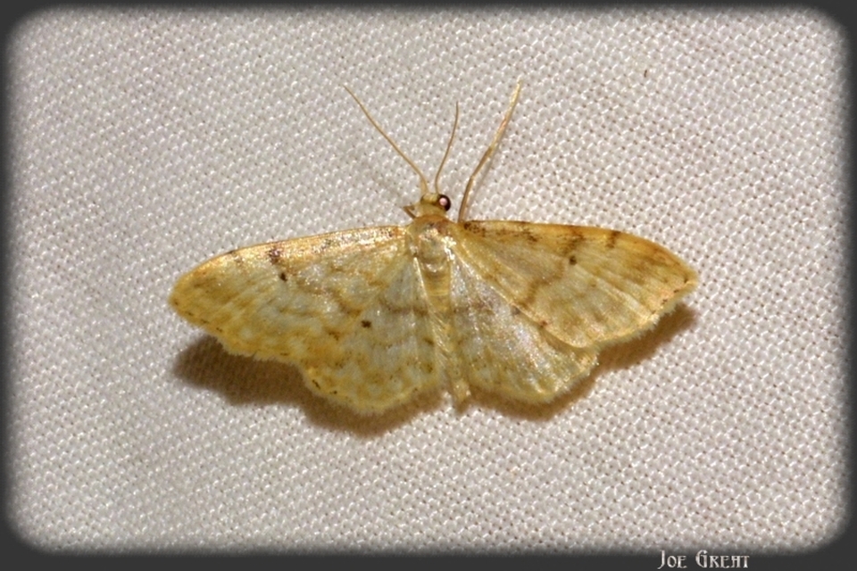 Idaea fuscovenosa - szürkeszélű apróaraszoló
