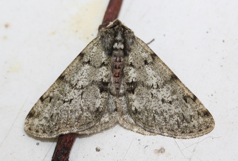 Apocheima pilosaria - zöldes tavasziaraszoló