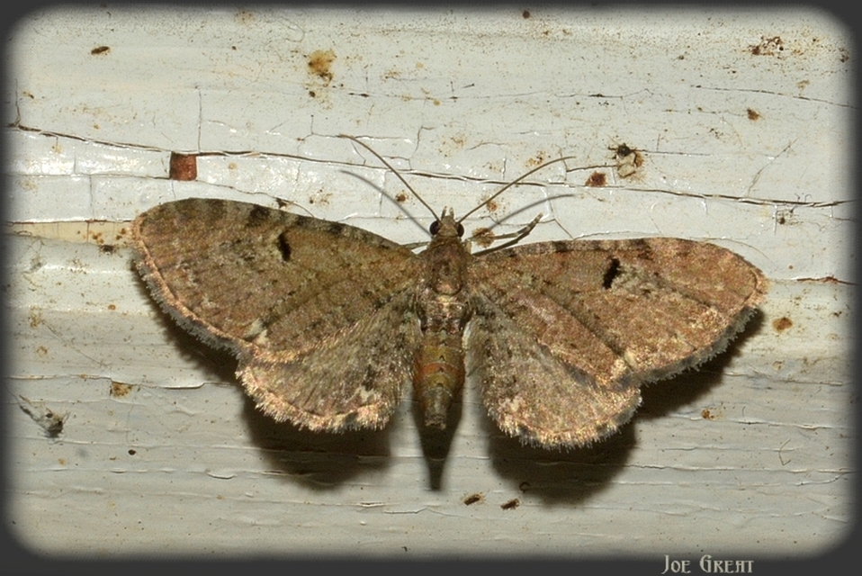 Eupithecia absinthiata - üröm-törpearaszoló