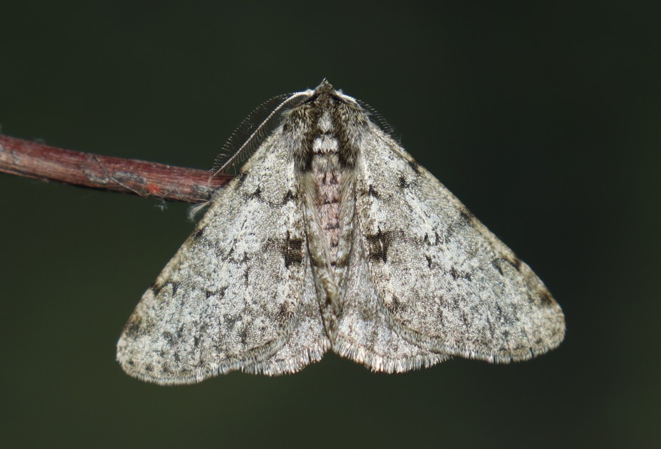 Apocheima pilosaria - zöldes tavasziaraszoló