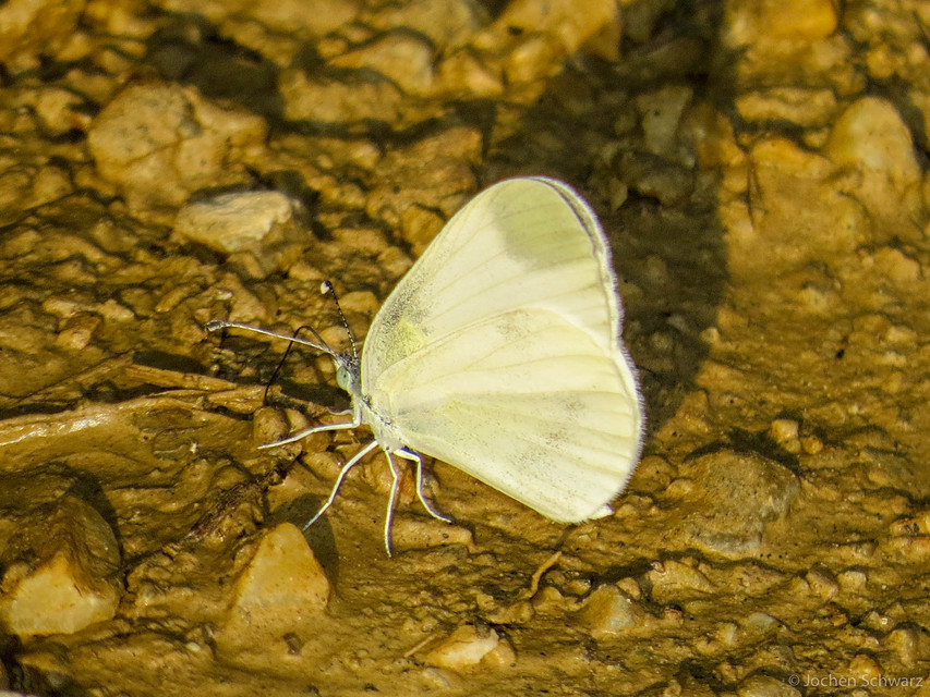 Leptidea sinapis/juvernica