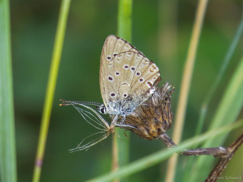 Polyommatus admetus - bundás boglárka