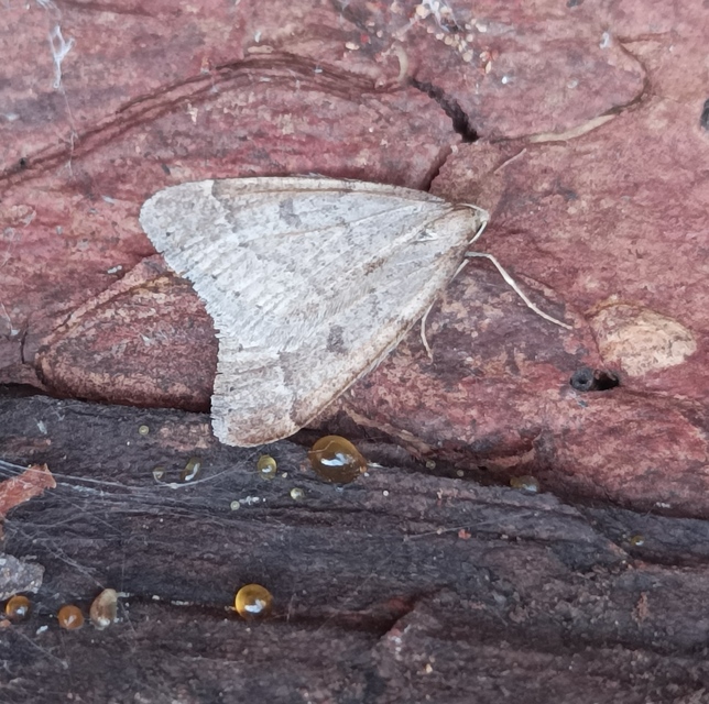 Theria rupicapraria - tavaszi kökényaraszoló