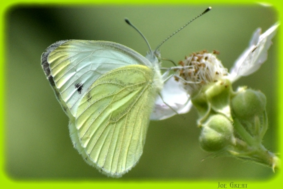 Pieris napi - repcelepke