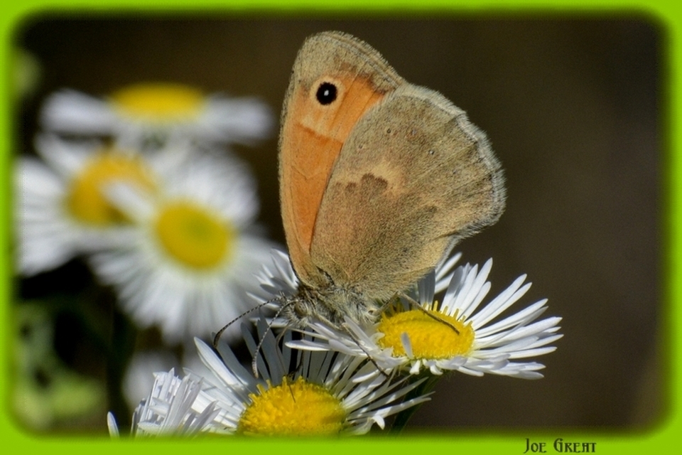 Coenonympha pamphilus - kis szénalepke