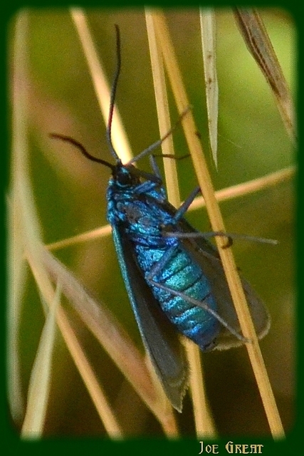 Procridinae
