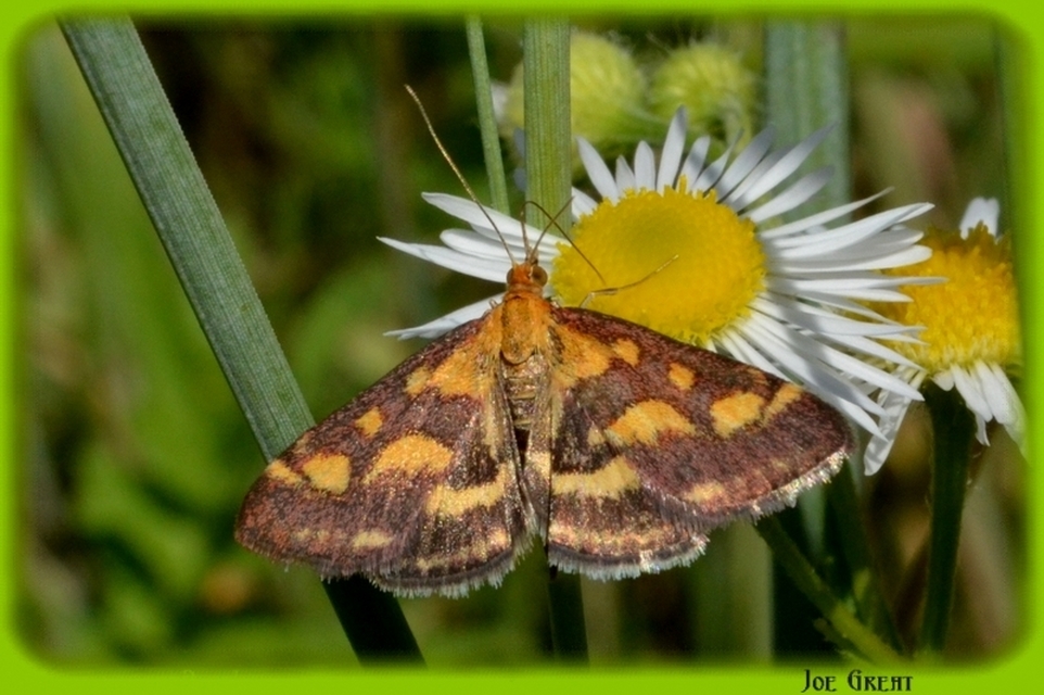 Pyrausta purpuralis - közönséges bíbormoly
