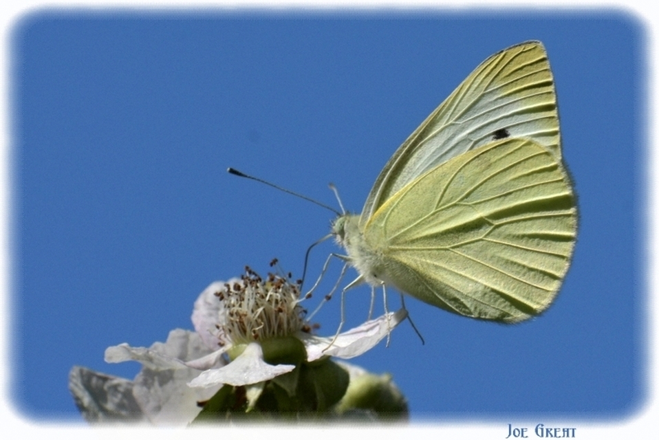Pieris rapae - répalepke