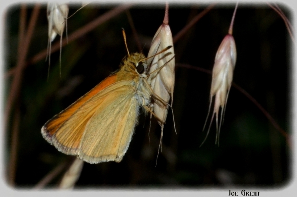 Thymelicus lineola - vonalas busalepke