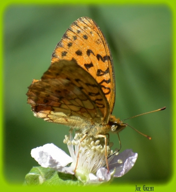 Brenthis daphne - málna-gyöngyházlepke