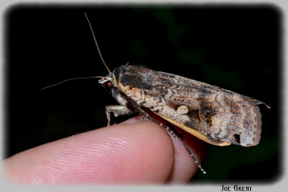 Noctua pronuba - nagy sárgafűbagoly
