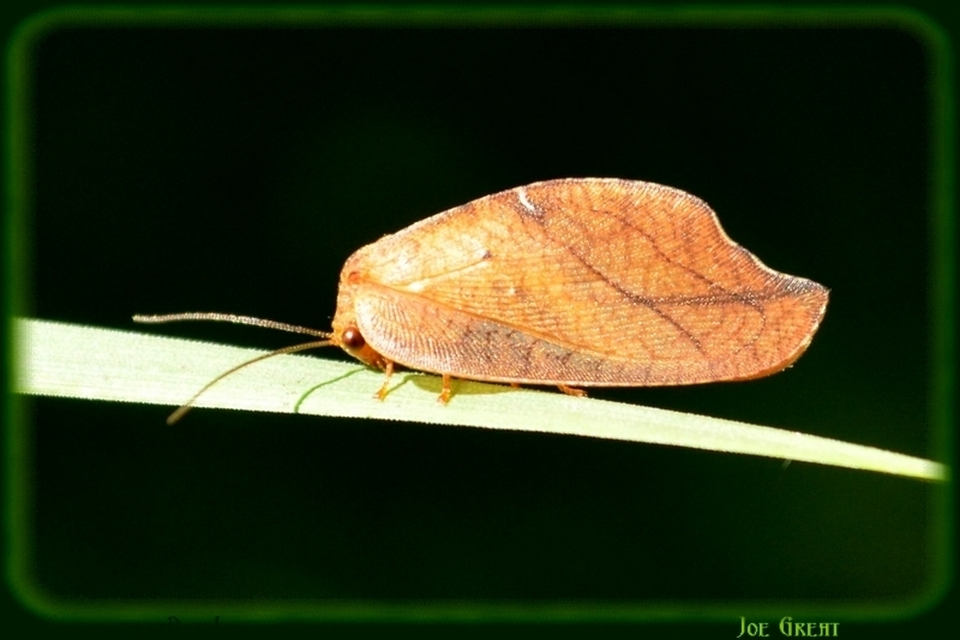 Drepanepteryx phalaenoides