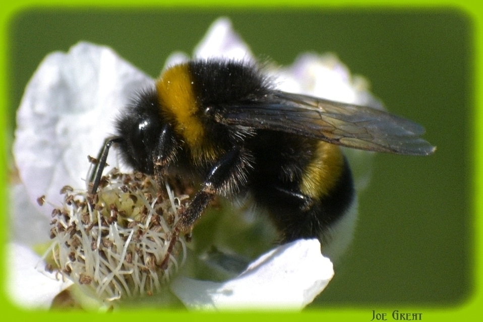 Bombus terrestris/lucorum