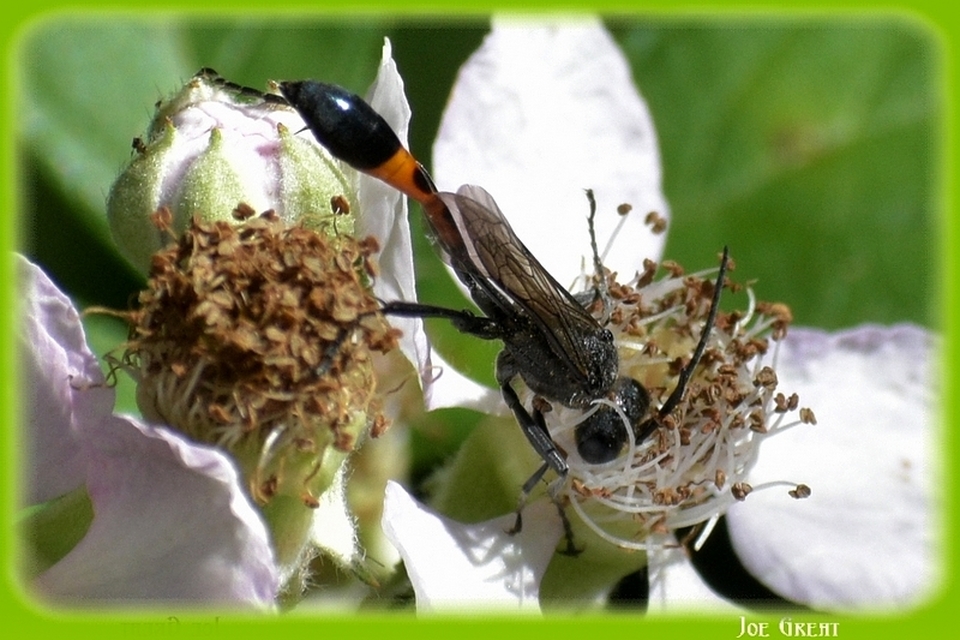 Ammophila