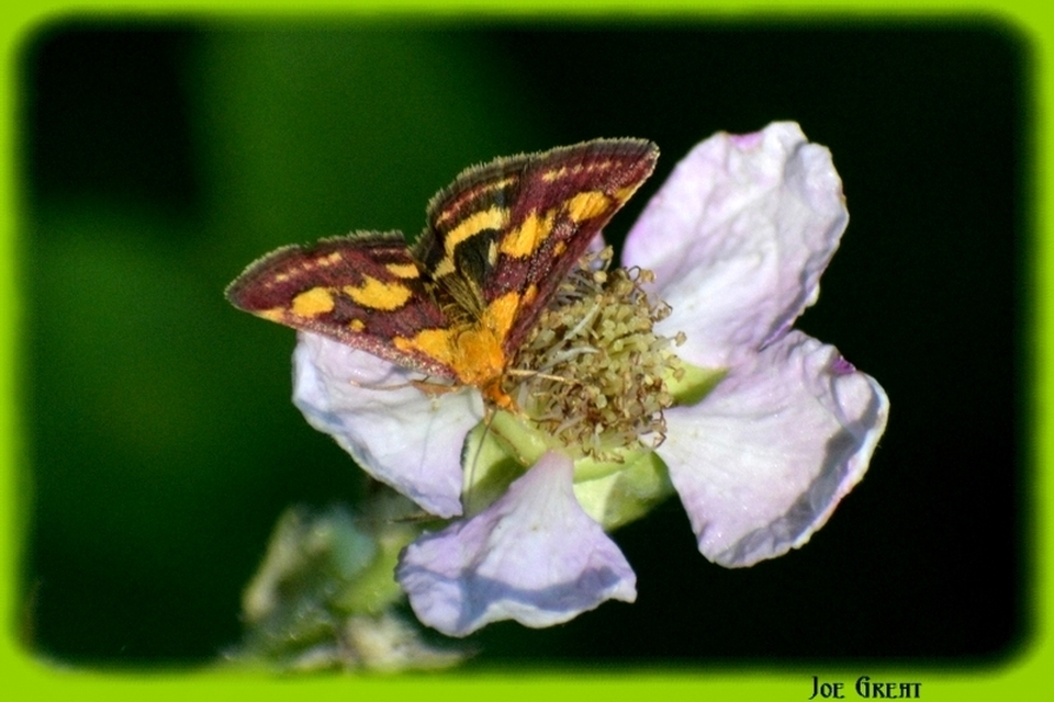 Pyrausta purpuralis - közönséges bíbormoly