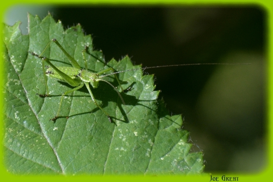 Leptophyes albovittata - közönséges virágszöcske