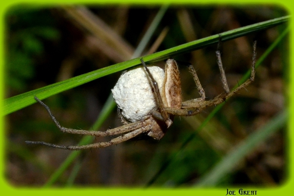Araneae - Pókok