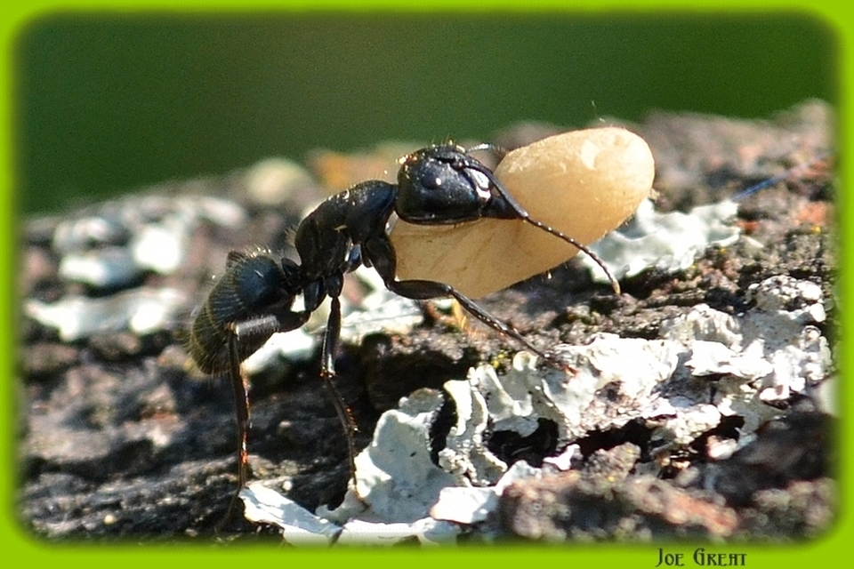 Camponotus vagus - fekete lóhangya