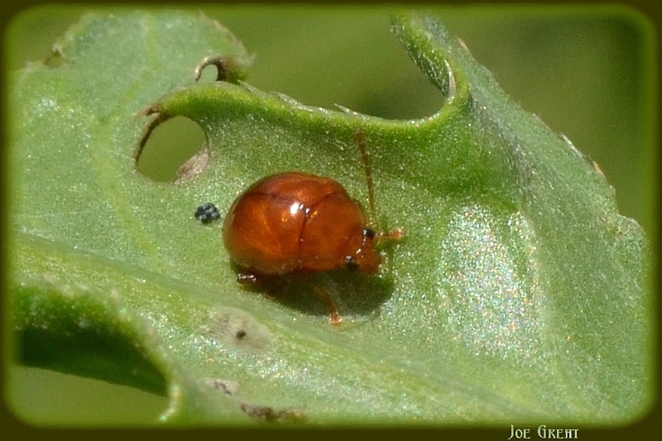 Sphaeroderma