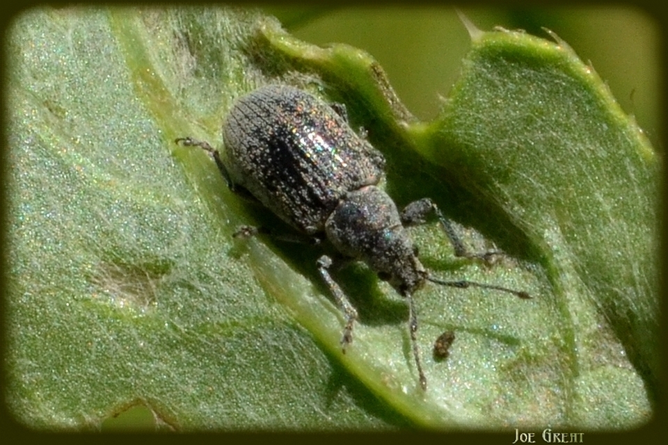 Phyllobius thalassinus - tömpeorrú levélormányos