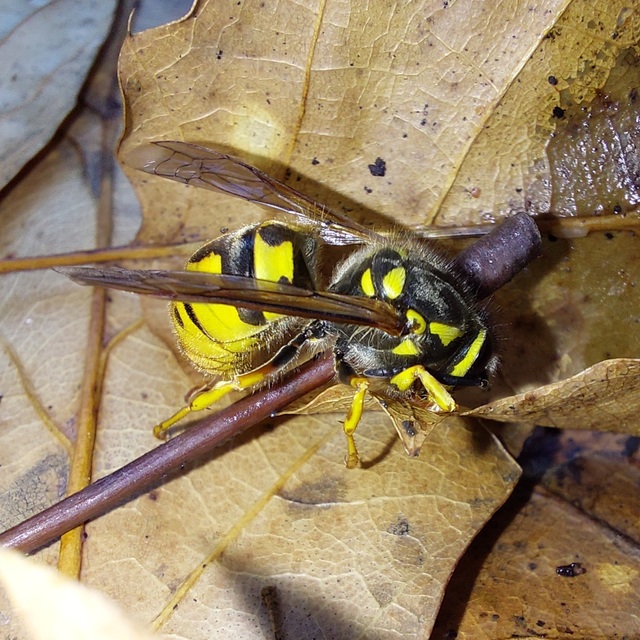 Vespula