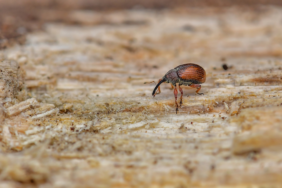 Anthonomus phyllocola - fenyőbarkarontó ormányos Anthonomus phyllocola - fenyőbarkarontó ormányos