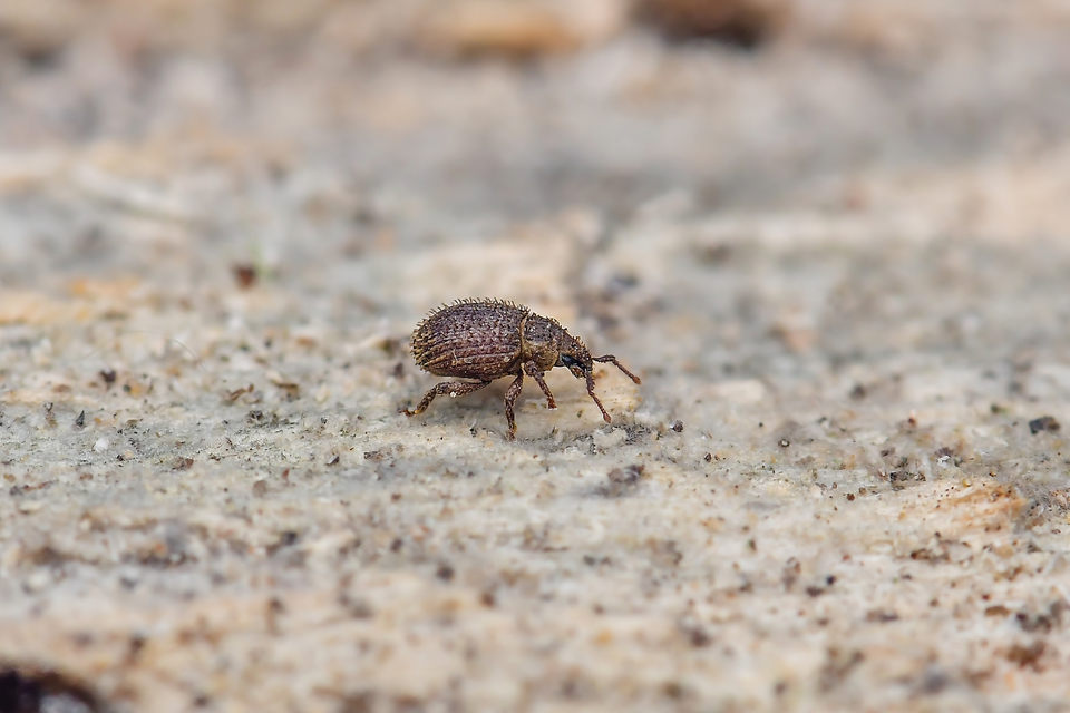 Cathormiocerus aristatus - szálkás éjiormányos