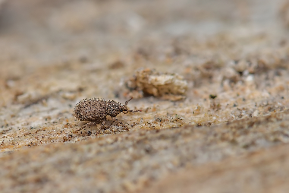 Trachyphloeus parallelus - pompás éjiormányos