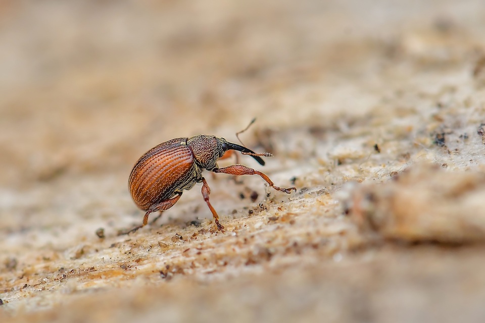 Anthonomus phyllocola - fenyőbarkarontó ormányos Anthonomus phyllocola - fenyőbarkarontó ormányos