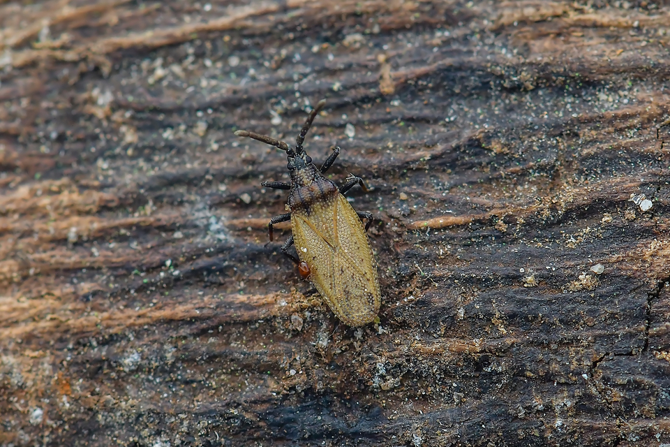 Catoplatus