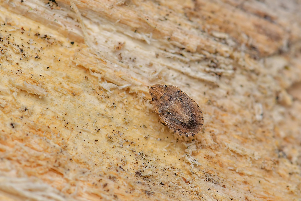 Sciocoris Sciocoris