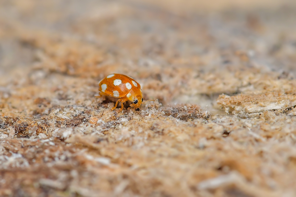 Vibidia duodecimguttata - tizenkétcseppes füsskata